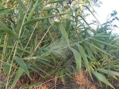 Thysanolaena latifolia Asian Broom Grass, Tiger Grass